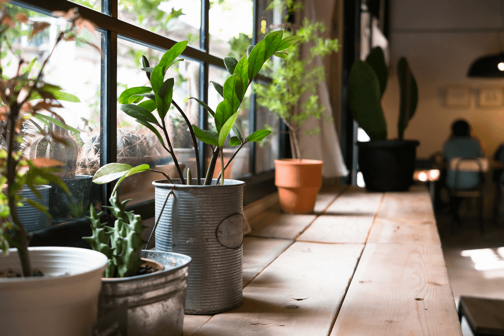 dropshipping plants indoor spaces