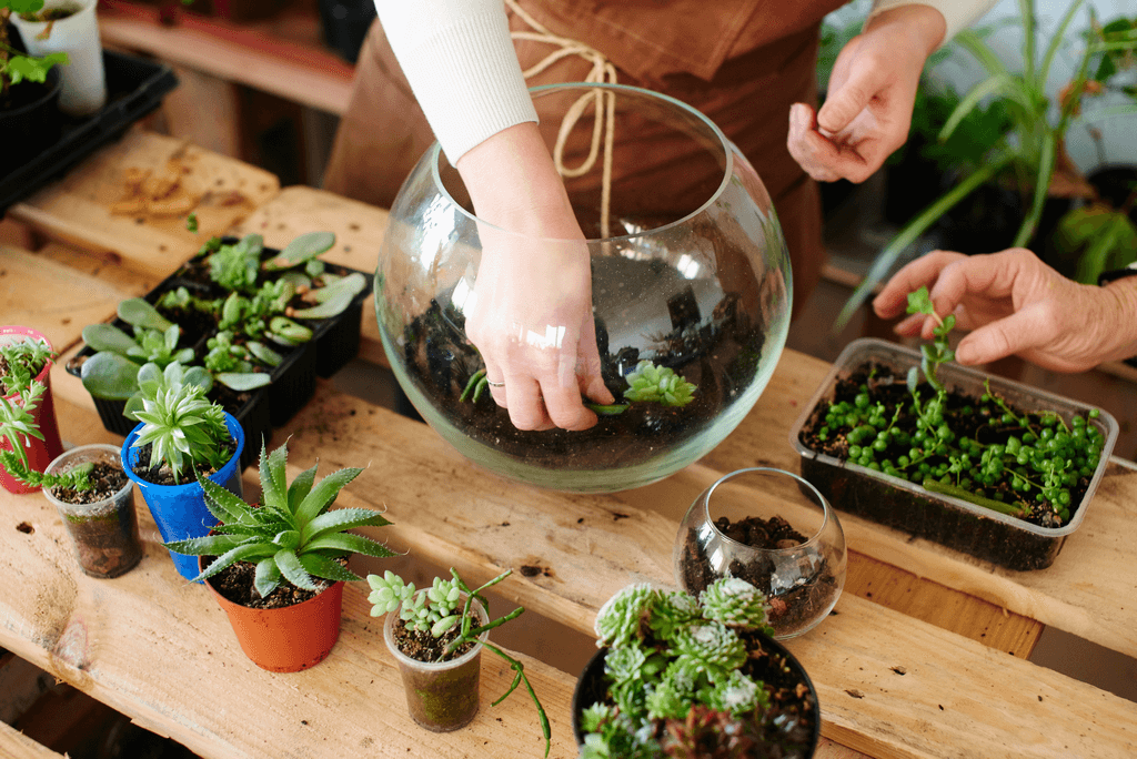terrariums and planters for dropshipping