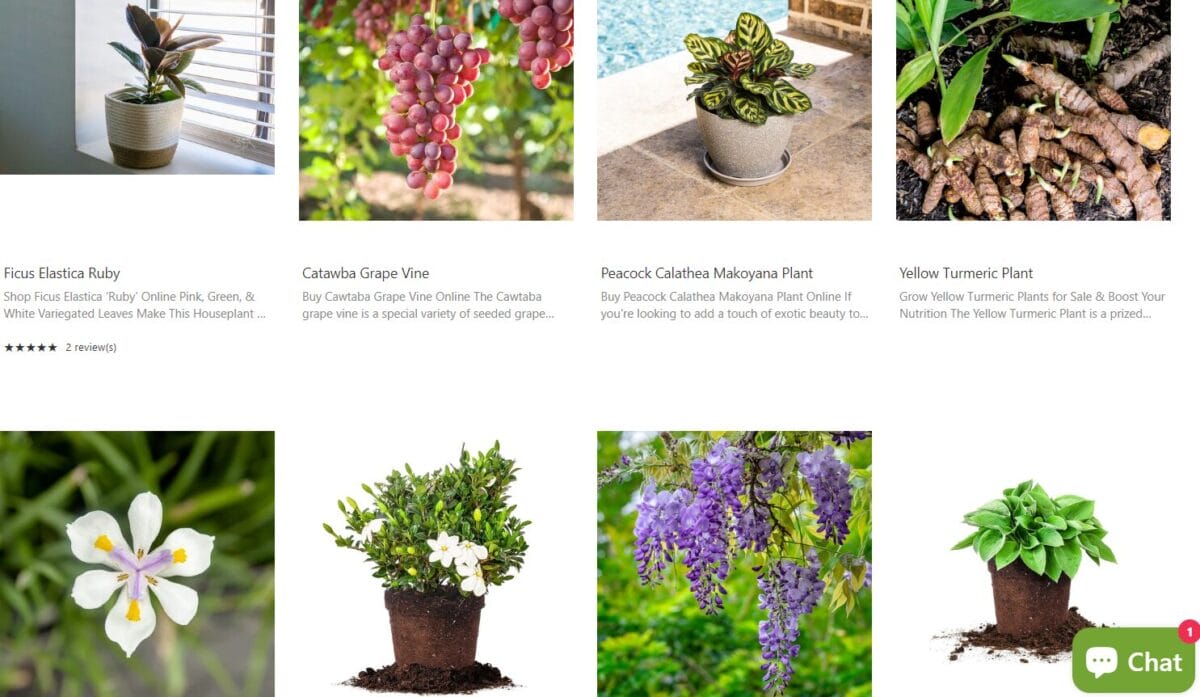 rare and exotic dropshipping plants